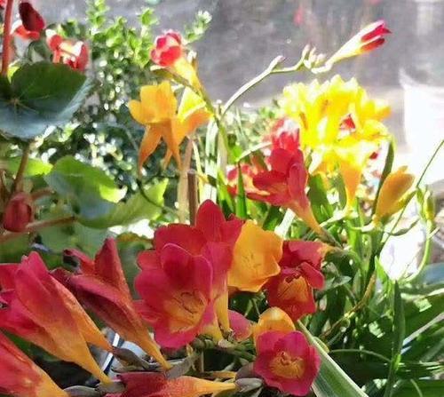 冬天有哪些花会盛开？如何照料这些冬季花卉？