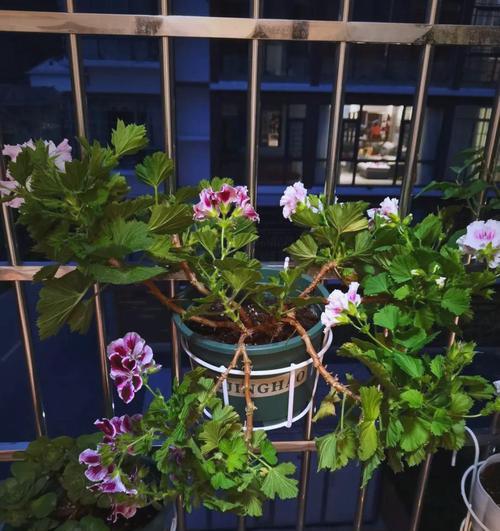 冬天有哪些花会盛开？如何照料这些冬季花卉？