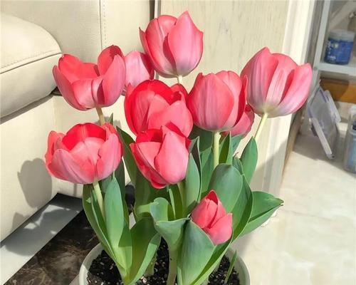 冬天有哪些花会盛开？如何照料这些冬季花卉？