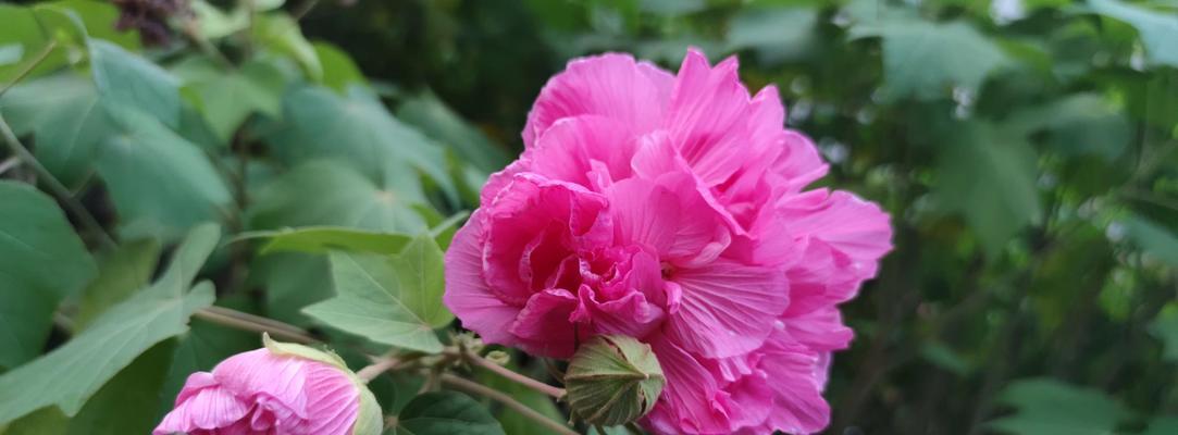 芙蓉的养殖方法是什么？如何让芙蓉花开得更美？