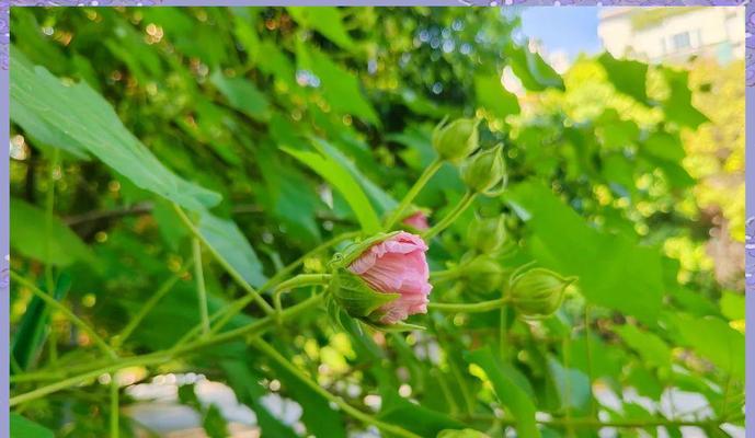 芙蓉的养殖方法是什么？如何让芙蓉花开得更美？