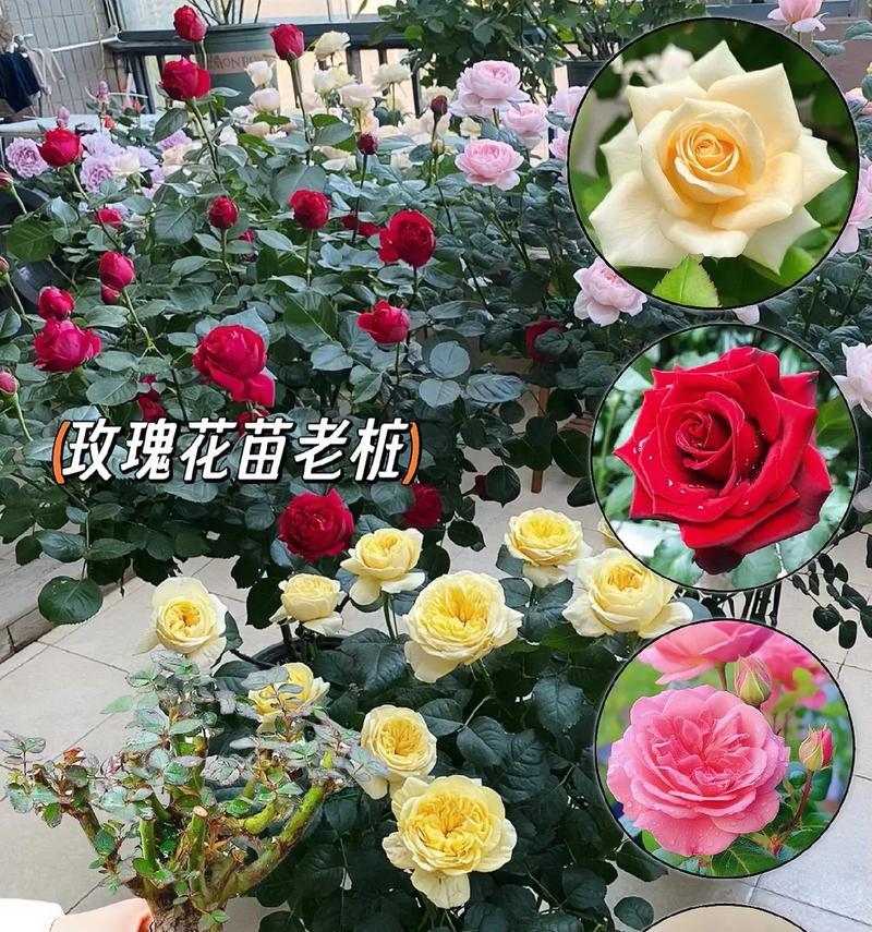 家庭盆栽玫瑰花的养护技巧有哪些？如何处理常见问题？