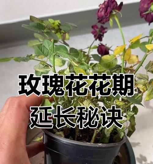 家庭盆栽玫瑰花的养护技巧有哪些？如何处理常见问题？