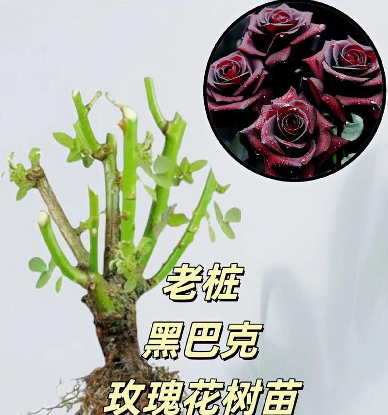 家庭盆栽玫瑰花的养护技巧有哪些？如何处理常见问题？