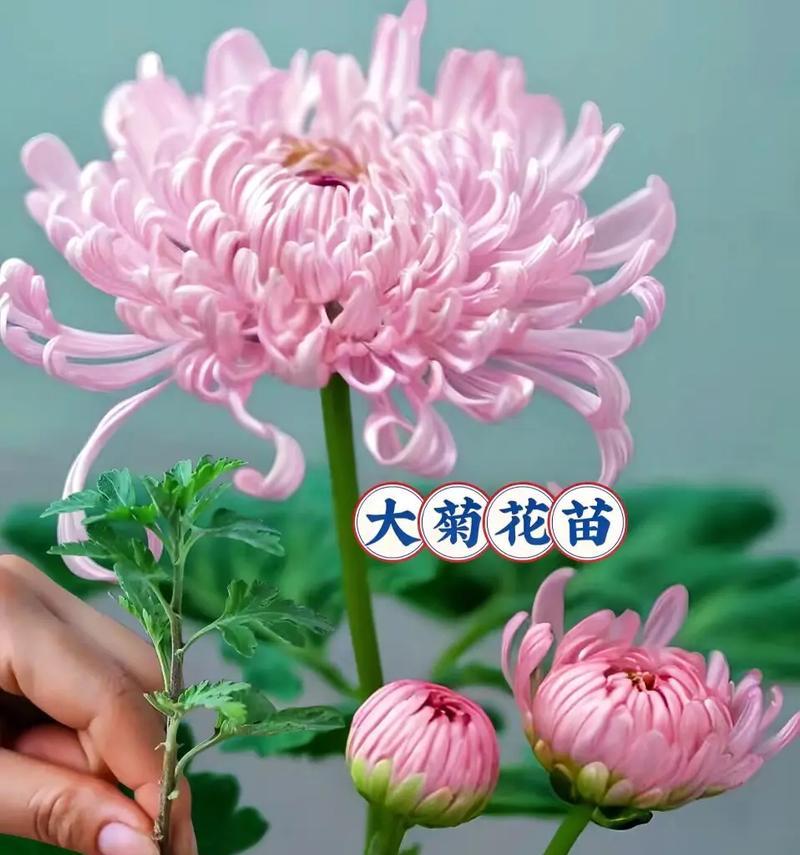 大菊花的养殖方法是什么？如何保证大菊花的花期长？
