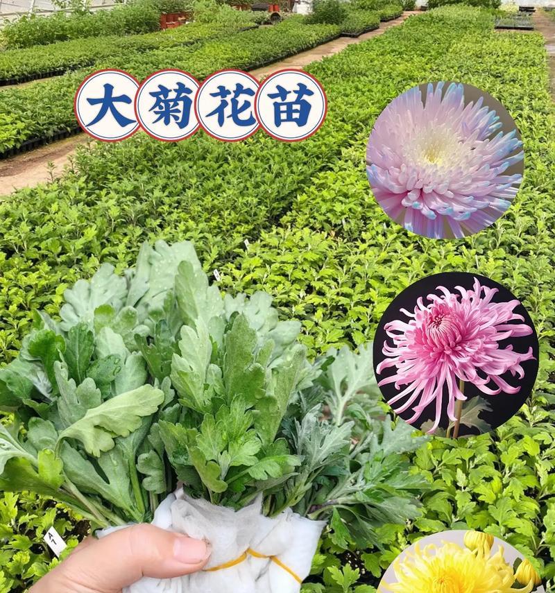 大菊花的养殖方法是什么？如何保证大菊花的花期长？