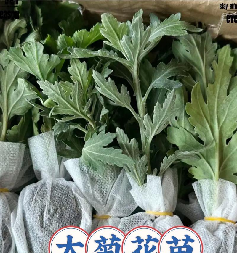 大菊花的养殖方法是什么？如何保证大菊花的花期长？