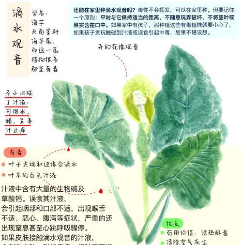 滴水观音开花后怎么办？后续的养护和处理方法是什么？