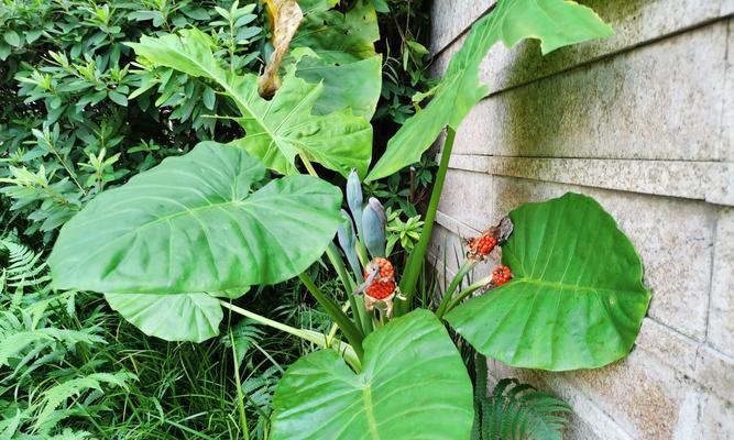 滴水观音开花后怎么办？后续的养护和处理方法是什么？