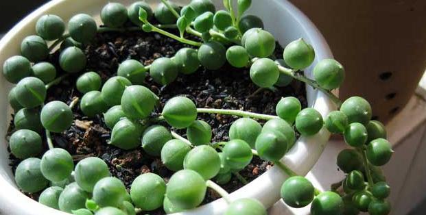 佛珠植物的浇水方法是什么？多久需要浇水一次？