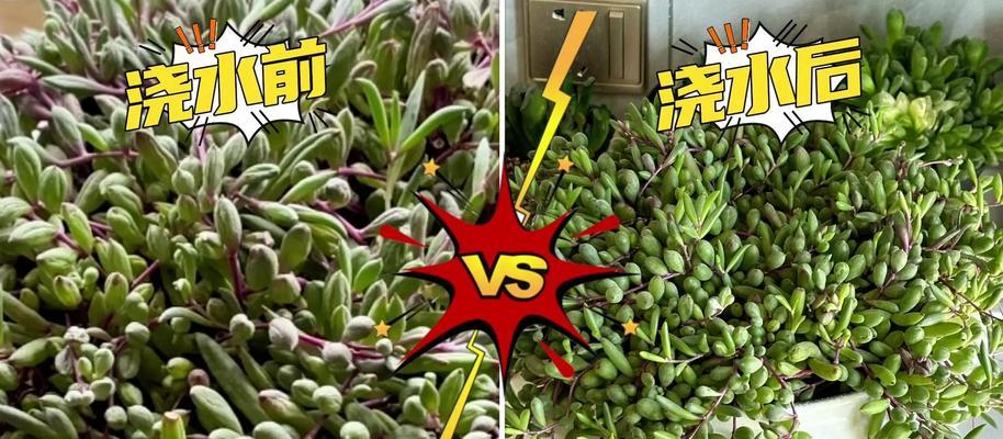 佛珠植物的浇水方法是什么？多久需要浇水一次？