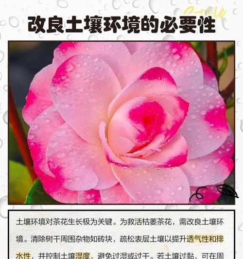 茶花叶子干枯怎么办？如何预防和处理？