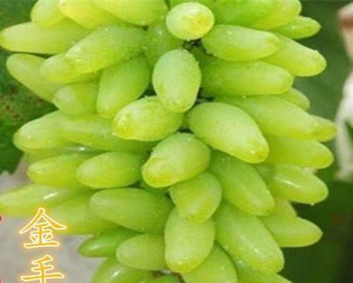 什么是金手指？在植物种植中有什么特别含义？