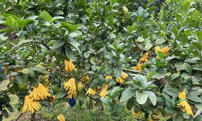 什么是金手指？在植物种植中有什么特别含义？