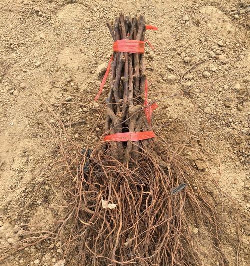 什么是金手指？在植物种植中有什么特别含义？