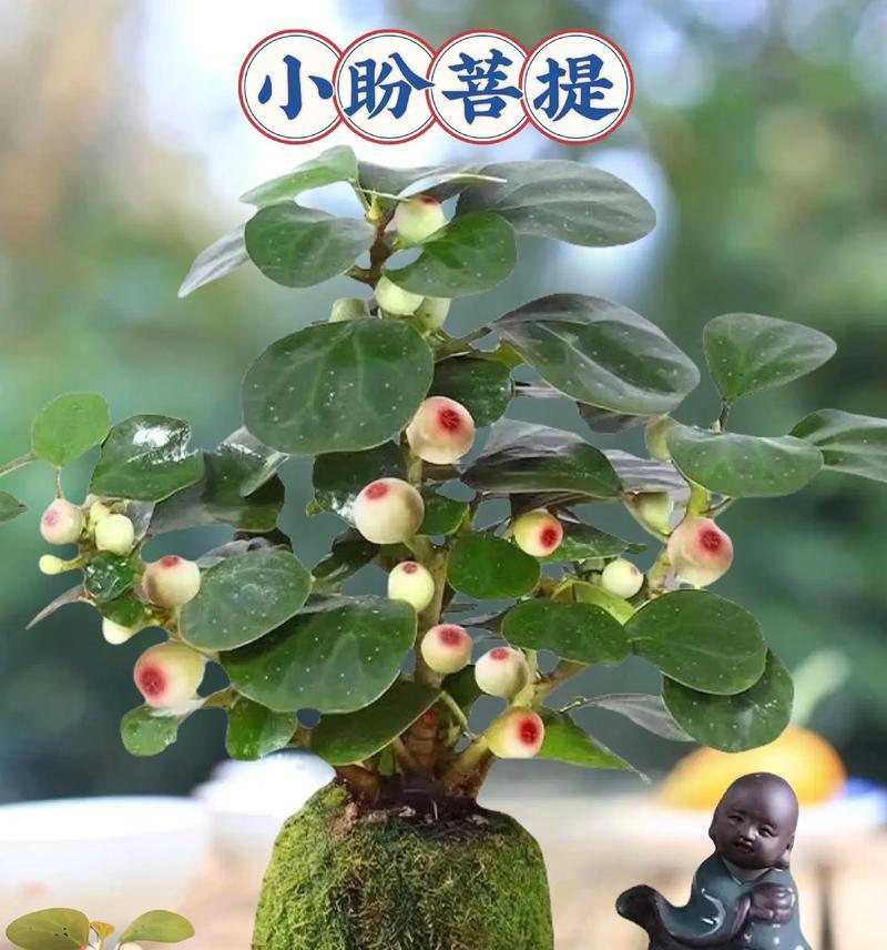 室内小植物盆栽的种类有哪些？
