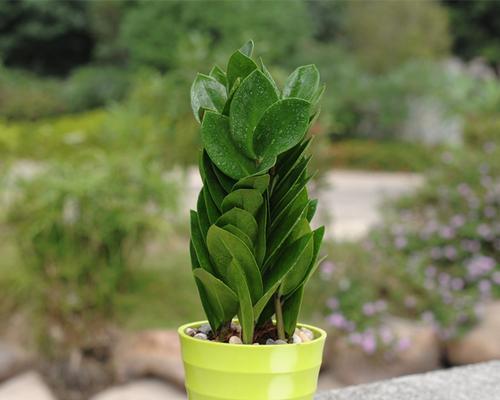室内小植物盆栽的种类有哪些？