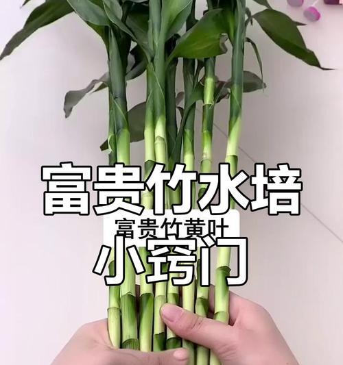 转运竹怎么生根？转运竹的生根方法和护理技巧有哪些？
