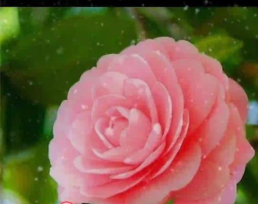 茶花的正确养护方法是什么？怎样才能使其花开不断？