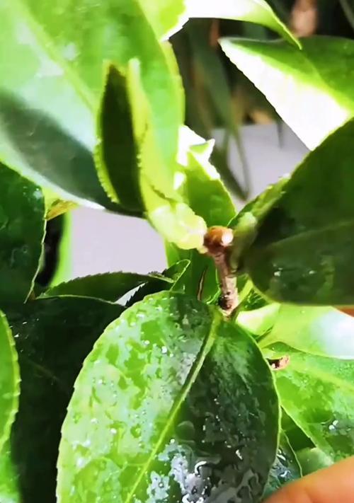 茶花的正确养护方法是什么？怎样才能使其花开不断？