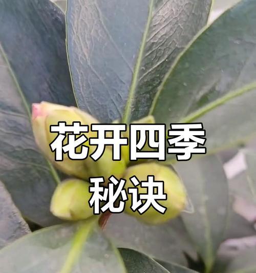 茶花的正确养护方法是什么？怎样才能使其花开不断？