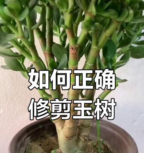 玉树修剪技巧是什么？如何正确修剪玉树？