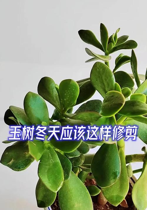 玉树修剪技巧是什么？如何正确修剪玉树？
