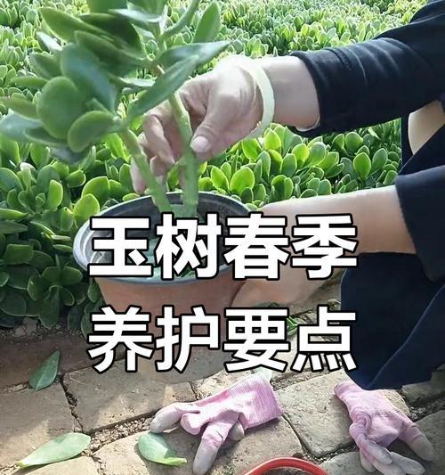 玉树修剪技巧是什么？如何正确修剪玉树？