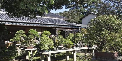 山松下山桩枝条如何养护？有哪些专业建议？