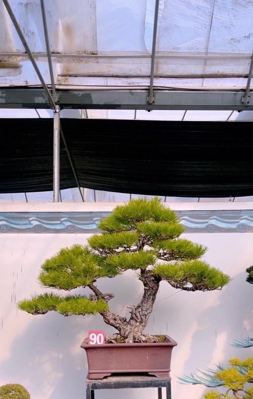 山松下山桩枝条如何养护？有哪些专业建议？