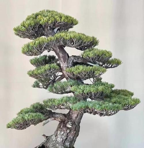 山松下山桩枝条如何养护？有哪些专业建议？