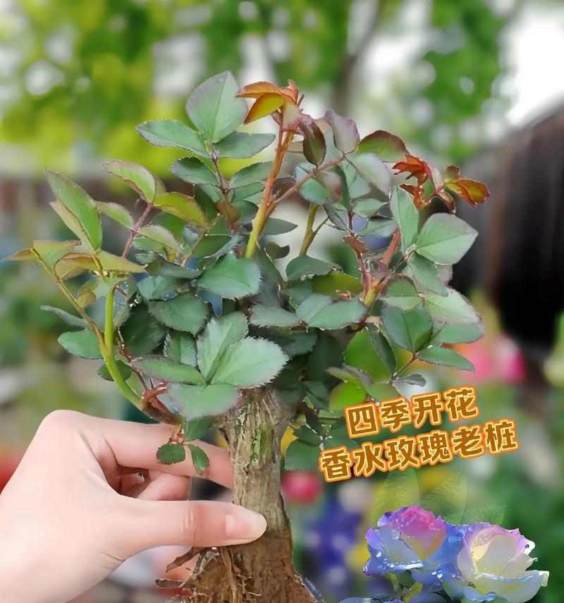 玫瑰修剪的最佳方法是什么？修剪后如何确保连续开花？