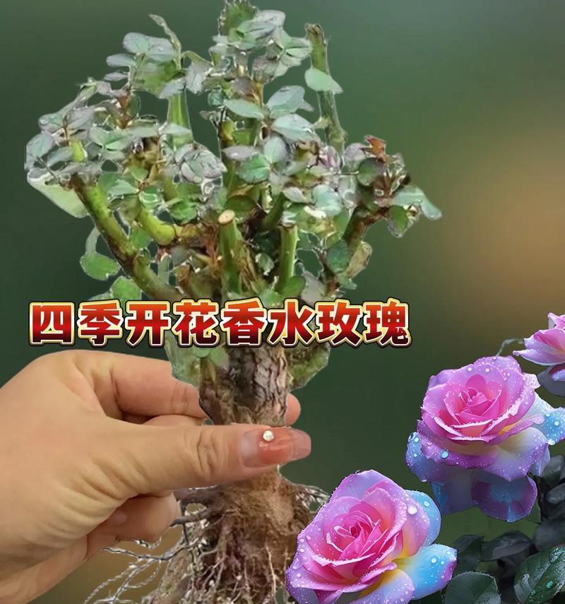 玫瑰修剪的最佳方法是什么？修剪后如何确保连续开花？