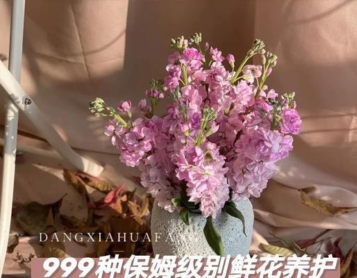 紫罗兰花期在哪个季节？如何延长花期？