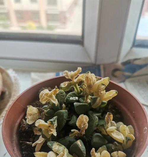 鹿角海棠茎干了如何处理？是否需要修剪？