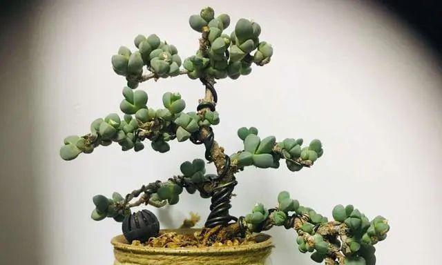 鹿角海棠茎干了如何处理？是否需要修剪？