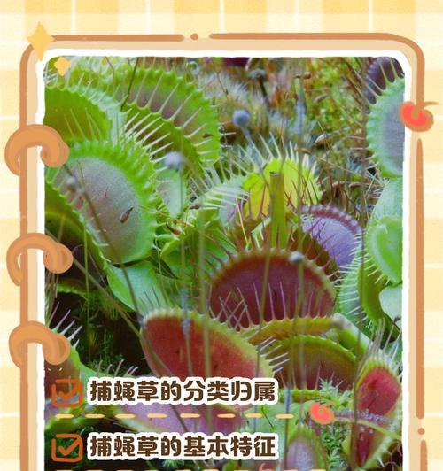 捕蝇草种植需要注意哪些要点？