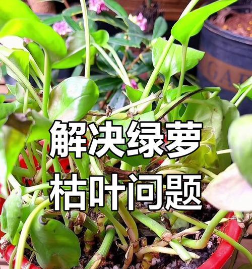 绿萝叶子发黄的原因是什么？如何有效防止和处理？