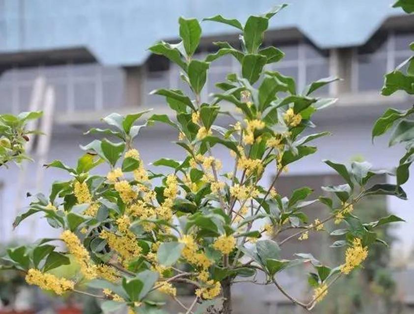 桂花换盆的正确方法是什么？换盆后需要注意什么？