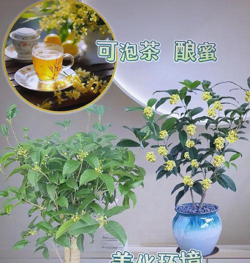 桂花换盆的正确方法是什么？换盆后需要注意什么？