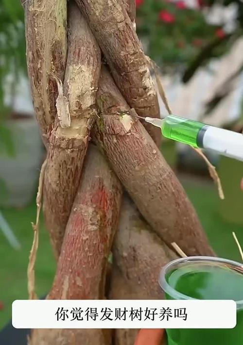 发财树重剪后不发芽的原因是什么？如何解决发财树不发芽的问题？