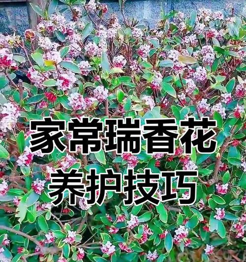 瑞香花的正确养护方法是什么？瑞香花养殖的常见问题有哪些？
