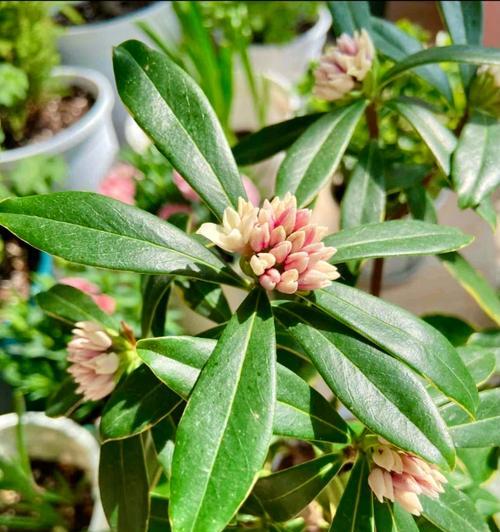 瑞香花的正确养护方法是什么？瑞香花养殖的常见问题有哪些？