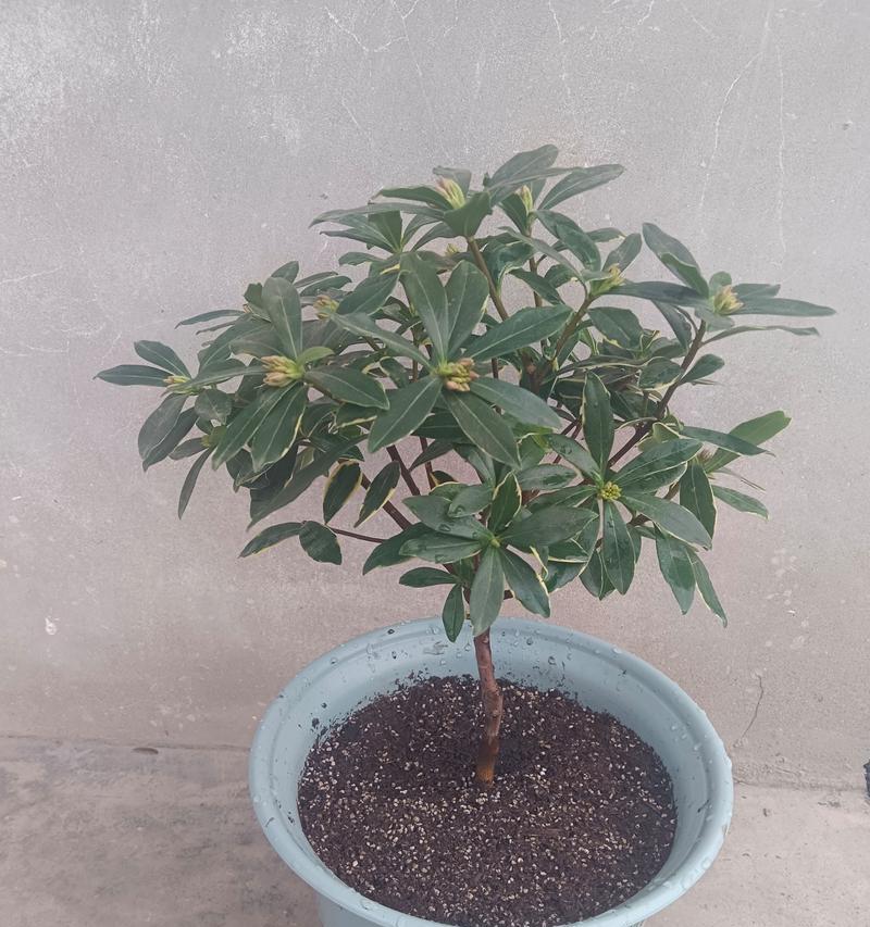 瑞香花的正确养护方法是什么？瑞香花养殖的常见问题有哪些？