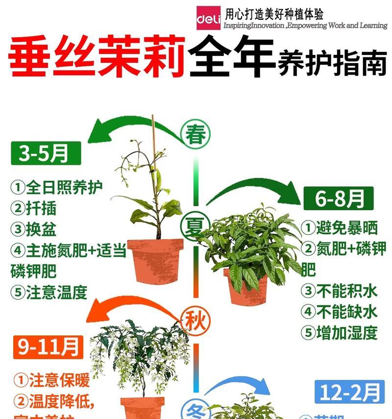 茉莉什么时候剪枝最佳？剪枝后如何促进新芽生长？