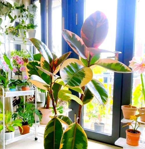 哪些花卉具有空气净化功能？如何选择和养护？