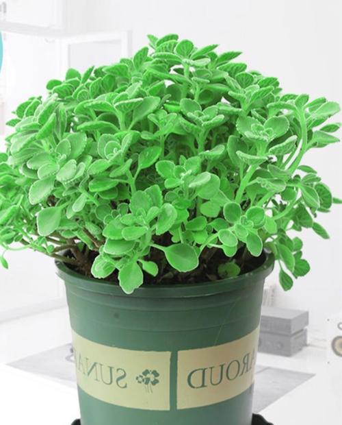 碰碰香移植的最佳时机是什么时候？移植过程中应注意什么？