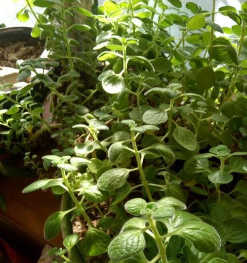 碰碰香移植的最佳时机是什么时候？移植过程中应注意什么？