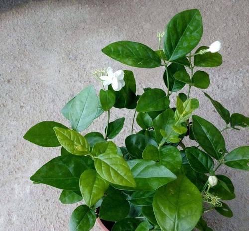 茉莉花的养殖技巧有哪些？如何让茉莉花花开不断？