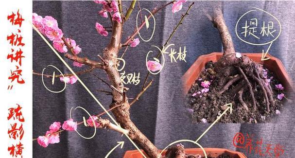 米兰花修剪的最佳时机是什么时候？如何修剪？